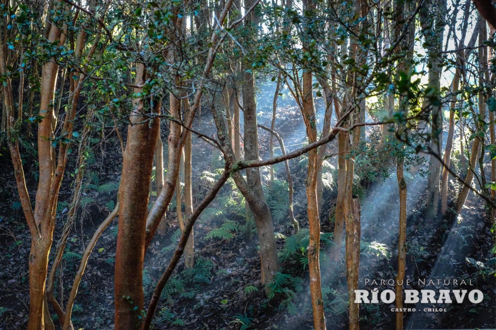 Parque Natural Rio Bravo Lodge 卡斯特鲁 客房 照片